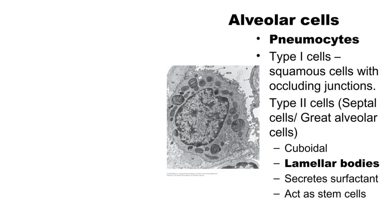 Lecture: type I squamous with occluding junctions; type II cuboidal, lamellar bodies, surfactant, stem cells