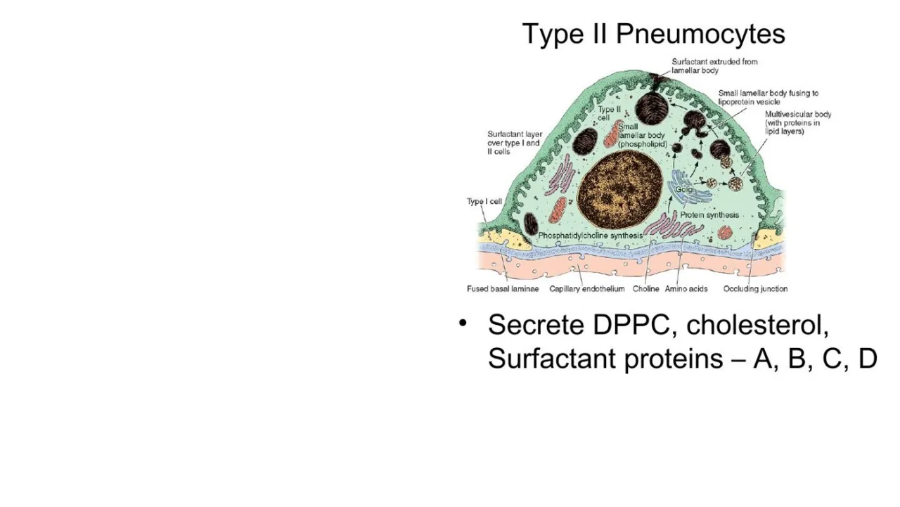 Lecture: type II pneumocytes secrete DPPC, cholesterol and surfactant proteins A, B, C, D