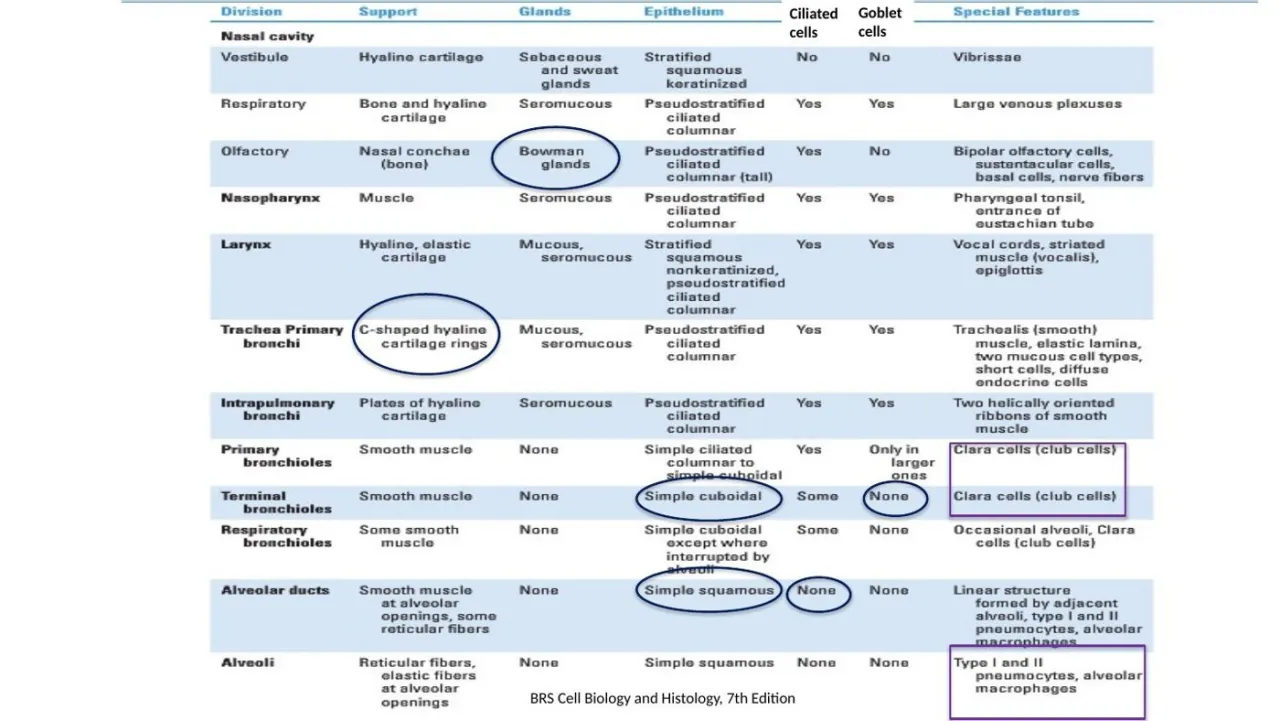 Vidal: BRS table of support, glands, epithelium, cilia and goblet cells for each airway segment