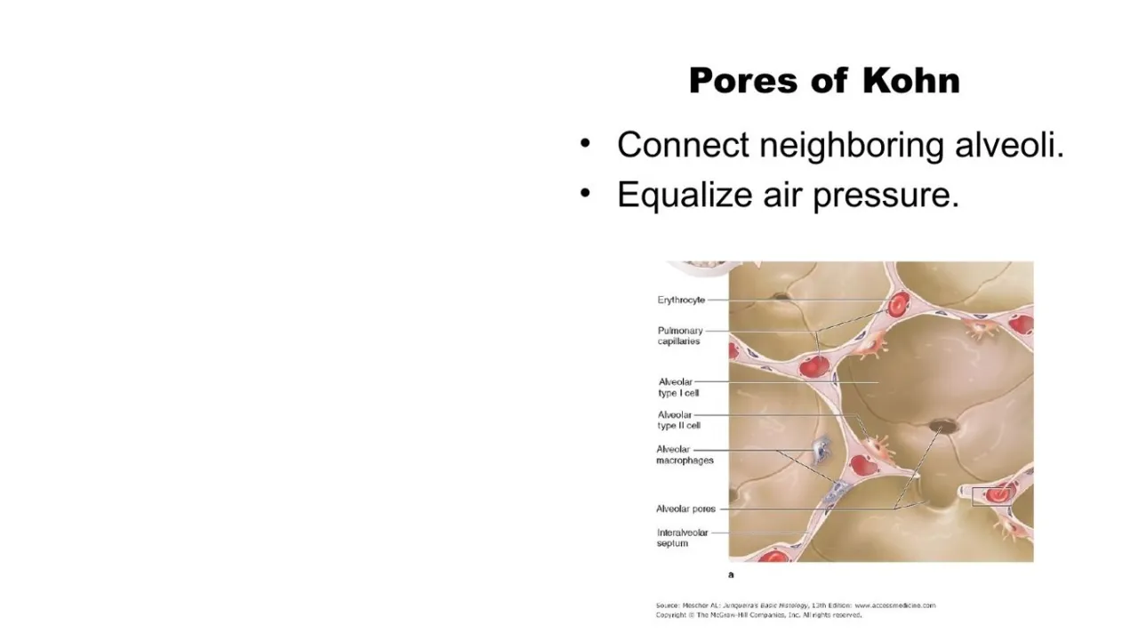 Lecture: pores of Kohn connect neighboring alveoli and equalize air pressure