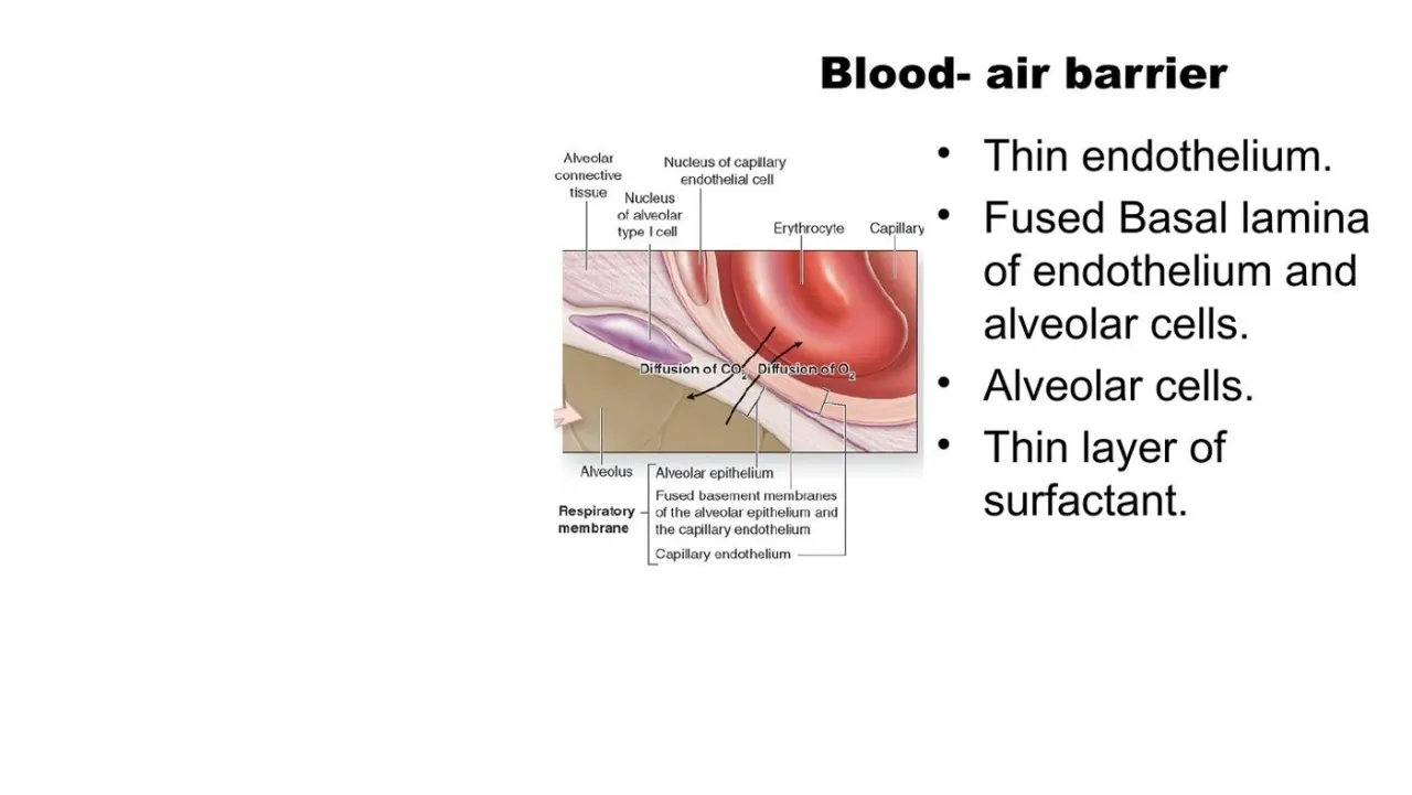 Lecture: blood-air barrier = thin endothelium, fused basal lamina, alveolar cell, thin surfactant layer