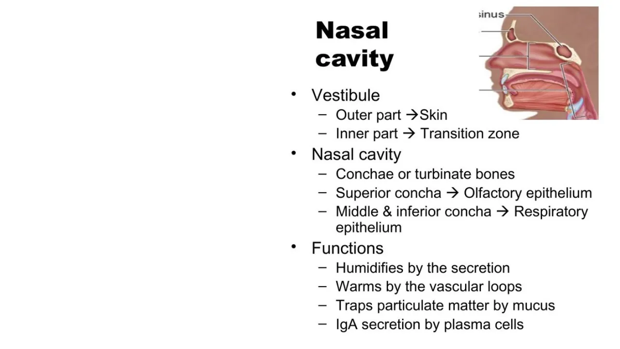 Vidal: nasal cavity, vestibule skin, superior concha olfactory, middle/inferior respiratory; functions