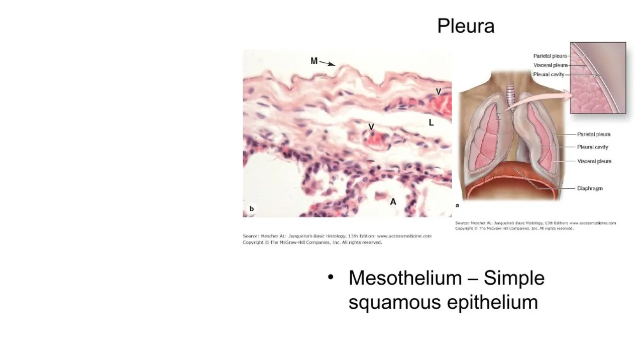 Lecture: pleura, mesothelium = simple squamous epithelium