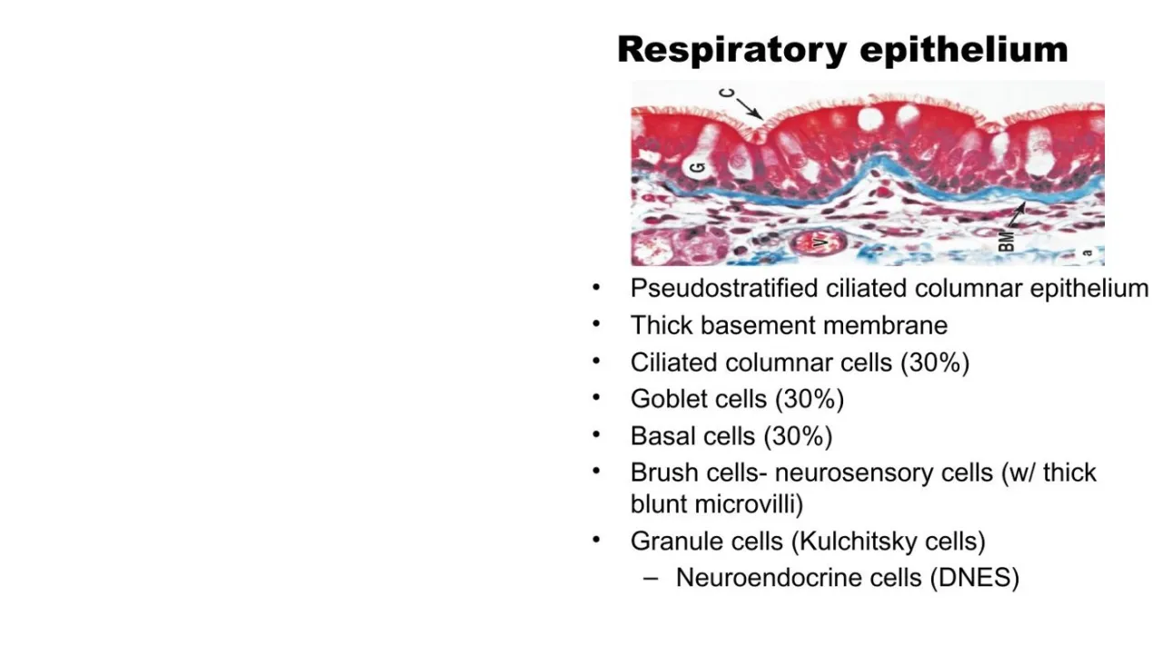Vidal: respiratory epithelium, pseudostratified ciliated columnar, thick BM, its five cell types