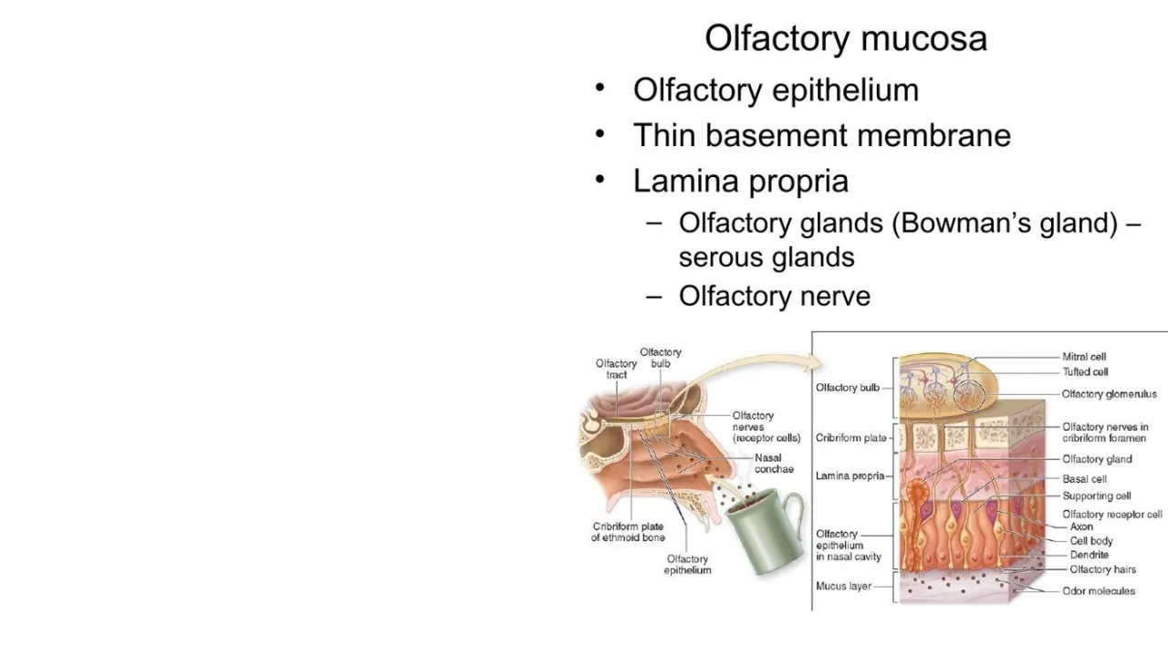 Vidal: olfactory mucosa, thin BM, lamina propria with serous Bowman's glands and olfactory nerve