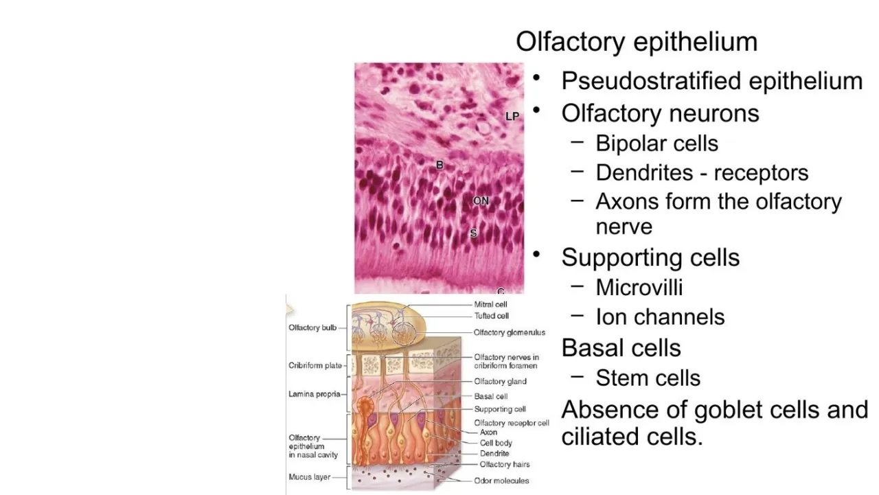Vidal: olfactory epithelium, bipolar neurons, supporting and basal cells; no goblet or ciliated cells