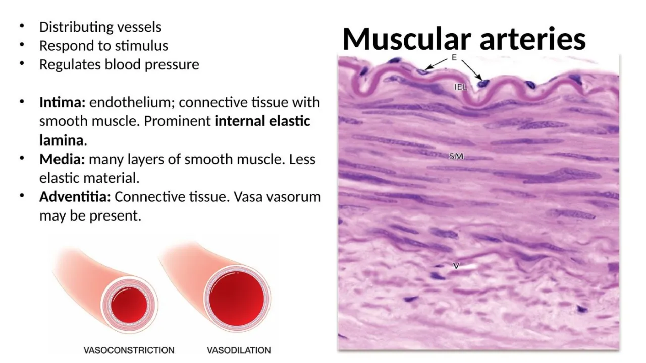 Lecture: muscular (distributing) artery, prominent IEL over many smooth-muscle layers