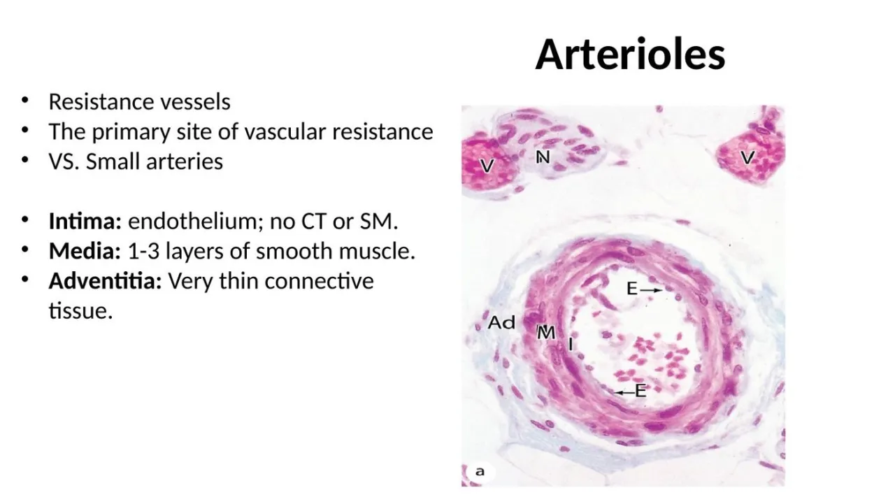 Lecture: arterioles, resistance vessels with 1-3 smooth-muscle layers and a very thin adventitia