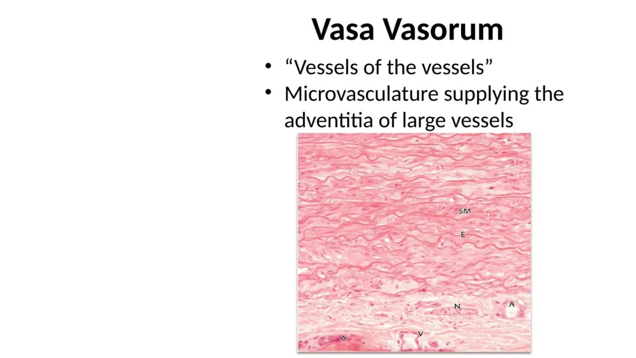 Lecture: vasa vasorum, small vessels in the adventitia that supply the wall of large vessels