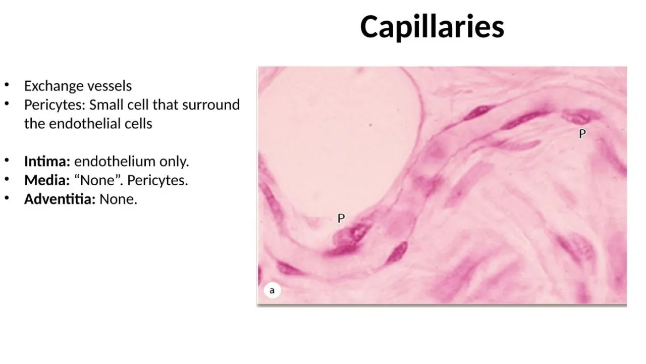 Capillaries: exchange vessels; endothelium only, no media or adventitia; pericytes (P) outside