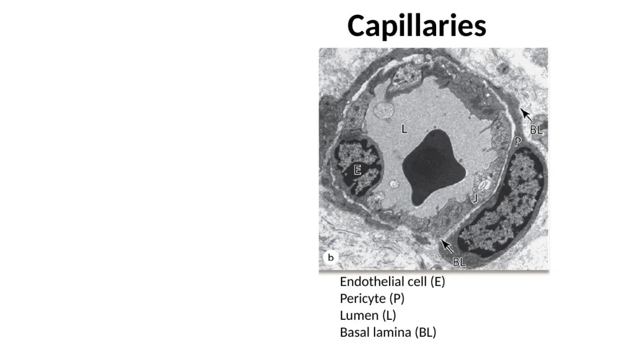 TEM of a capillary: endothelial cell (E), pericyte (P) inside the basal lamina (BL), lumen (L)