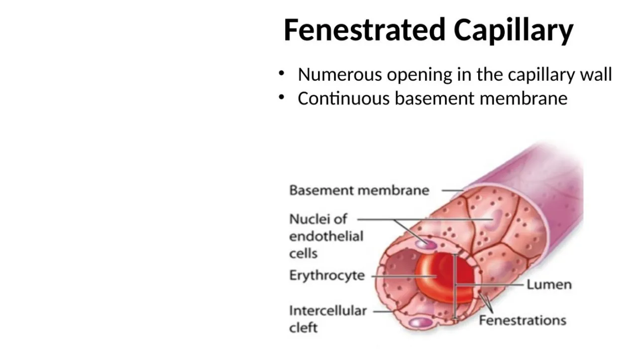 Fenestrated capillary: numerous openings in the capillary wall, continuous basement membrane