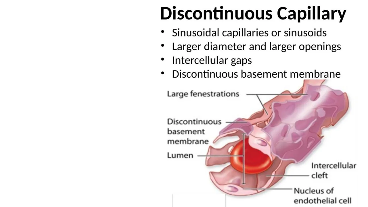 Discontinuous capillary (sinusoid): larger diameter and openings, intercellular gaps, discontinuous BM