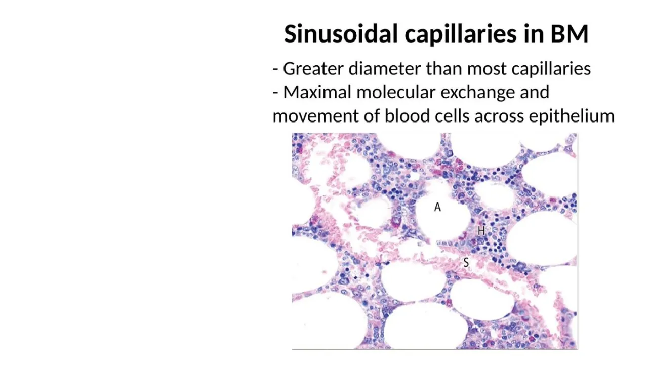Bone marrow sinusoids: greater diameter; maximal molecular exchange and movement of blood cells