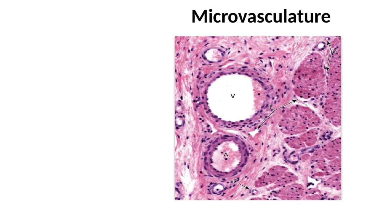 Microvasculature field: venule (V), arteriole (A), lymphatic (L) and capillaries (C)