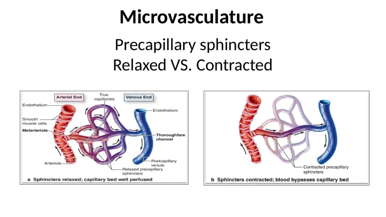 Precapillary sphincters relaxed (bed perfused) vs contracted (blood bypasses via thoroughfare channel)