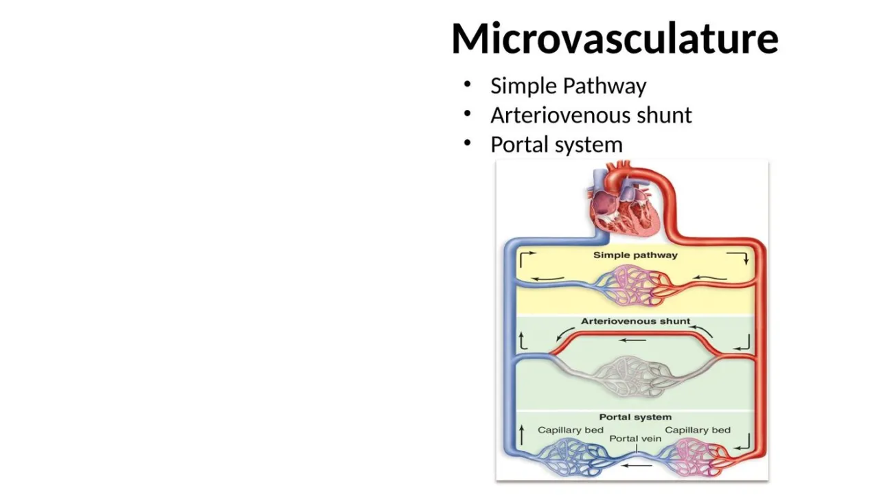 Microvascular pathways: simple pathway, arteriovenous shunt, portal system