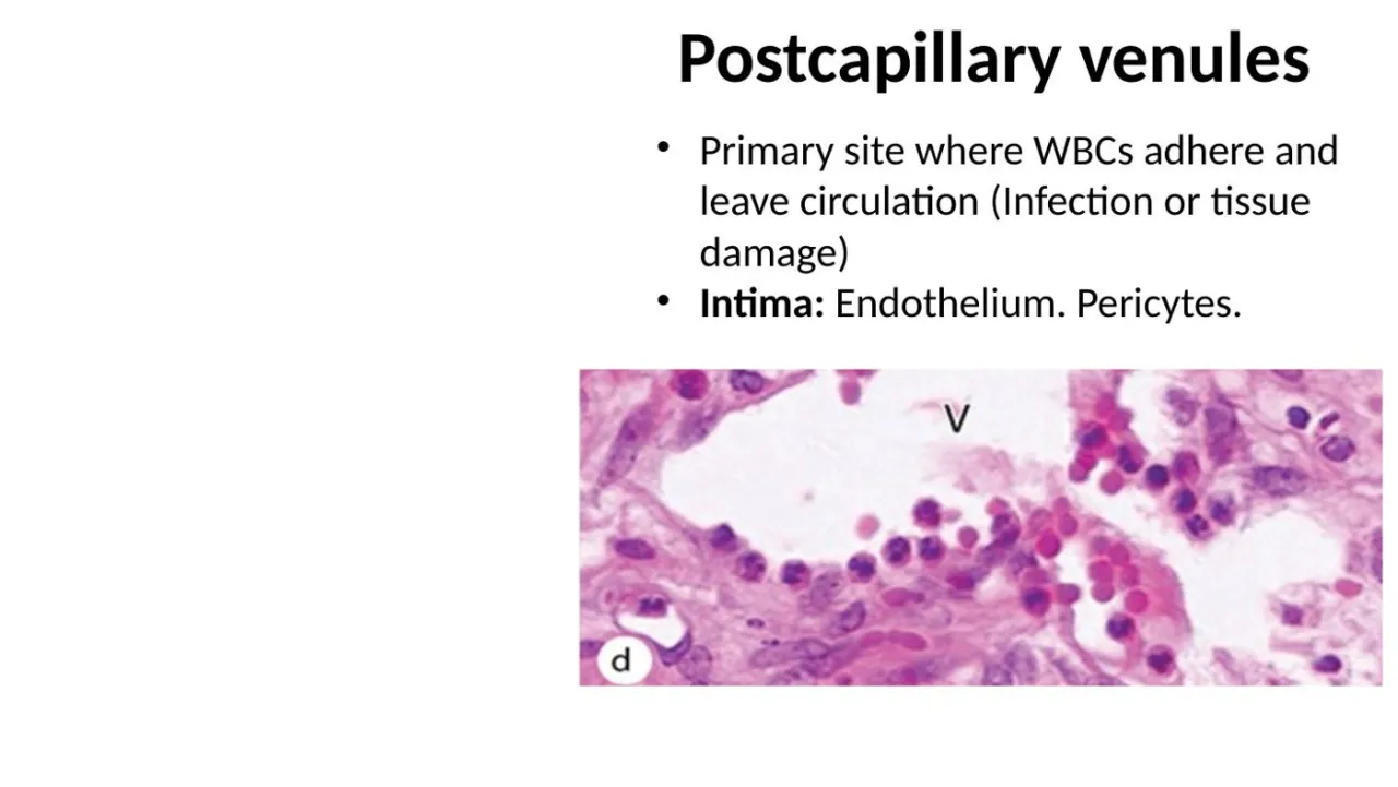 Postcapillary venules: primary site where WBCs adhere and leave the circulation; endothelium + pericytes