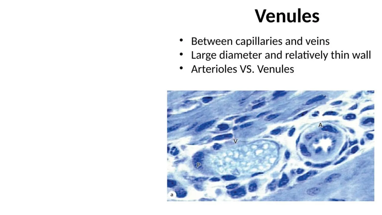 Venules: large diameter, thin wall with a pericyte (P), beside a small thick-walled arteriole (A)