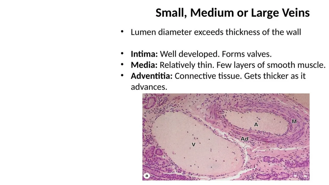 Lecture: artery (A) beside vein (V); vein lumen exceeds wall, thin media, thick adventitia