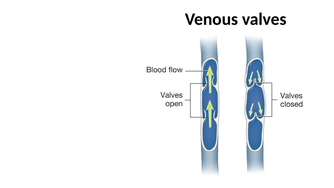 Lecture: venous valves open with forward flow and close against backflow