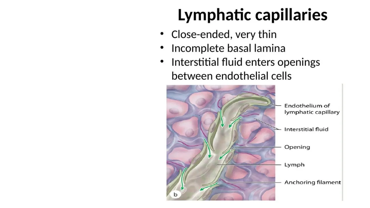 Lymphatic capillaries: close-ended, very thin, incomplete basal lamina, anchoring filaments