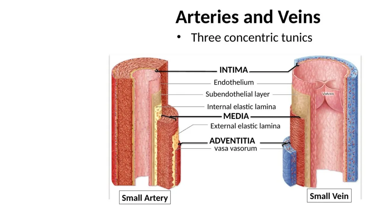 Lecture diagram: intima, media, adventitia of a small artery and vein; elastic laminae; vasa vasorum