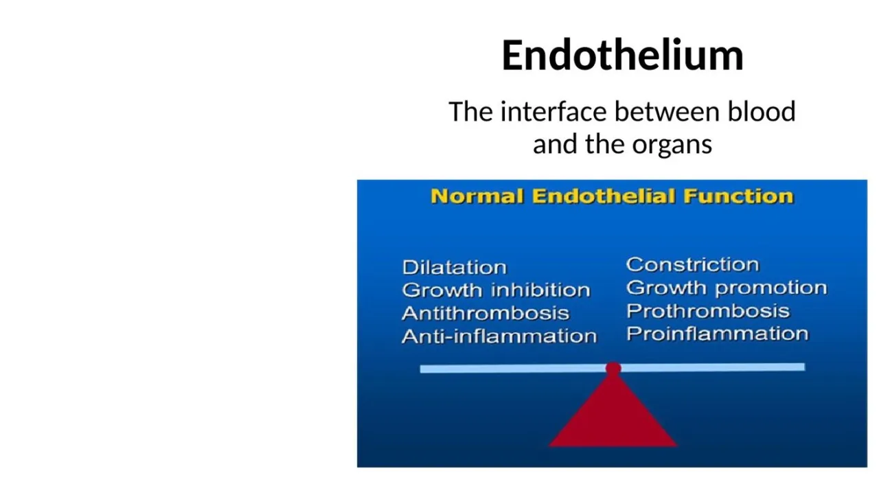 Dr Bruno: normal endothelial function balances dilation vs constriction, anti vs proinflammation, etc.