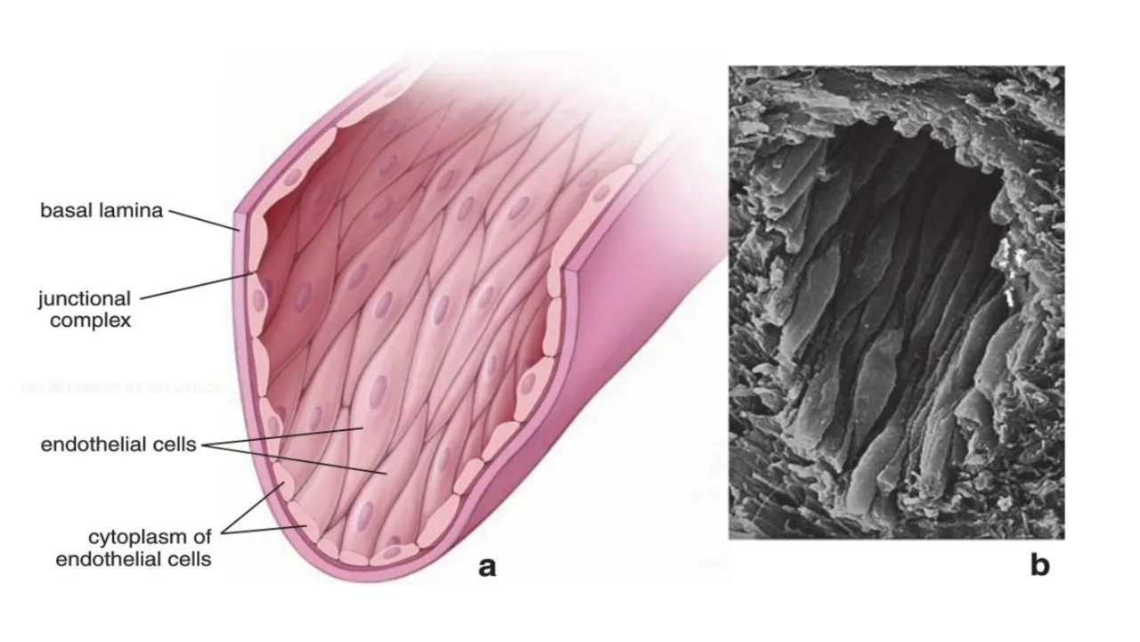 Endothelium drawing and SEM: flat endothelial cells joined by junctional complexes on a basal lamina
