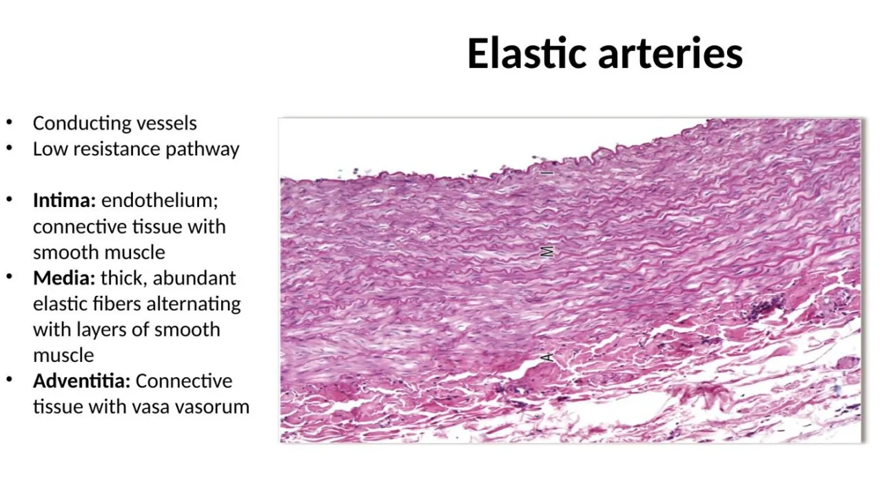 Lecture: elastic (conducting) artery, thick media of elastic fibers alternating with smooth muscle