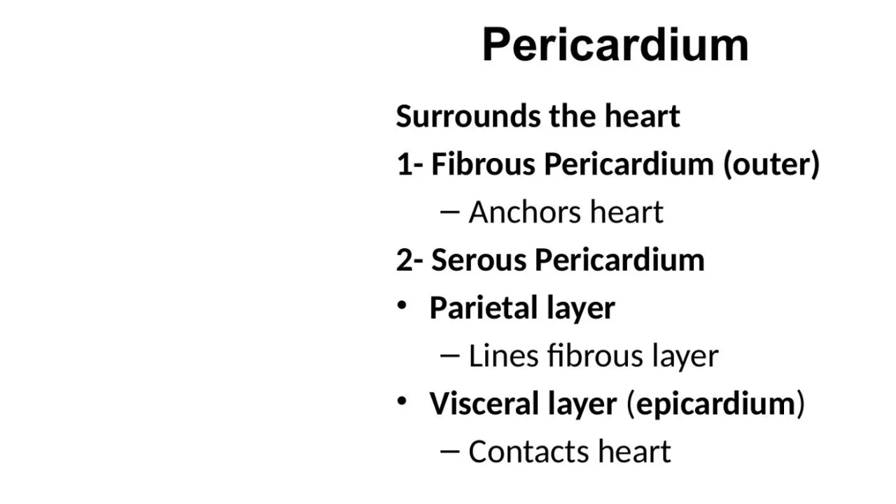 Lecture: fibrous pericardium (outer) and serous pericardium, parietal and visceral (epicardium)