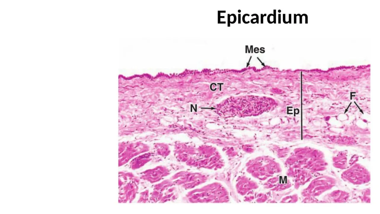 Lecture: epicardium micrograph labelled Mes, CT, N, F and Ep over myocardium (M)