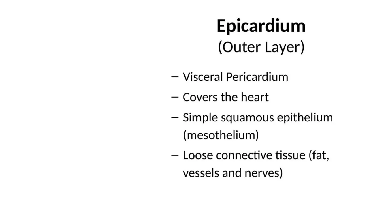 Lecture: epicardium = visceral pericardium, mesothelium over loose CT with fat, vessels, nerves