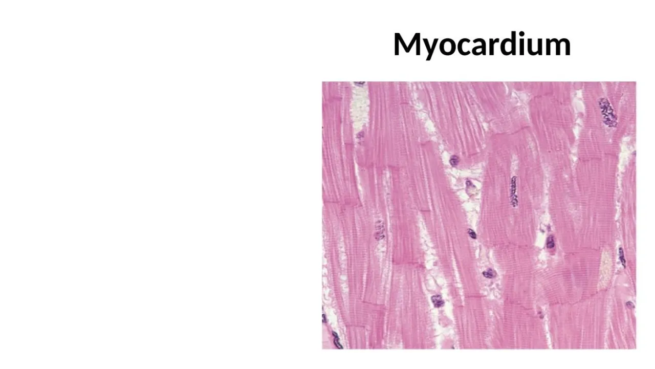 Lecture: myocardium, branching striated fibers with central nuclei