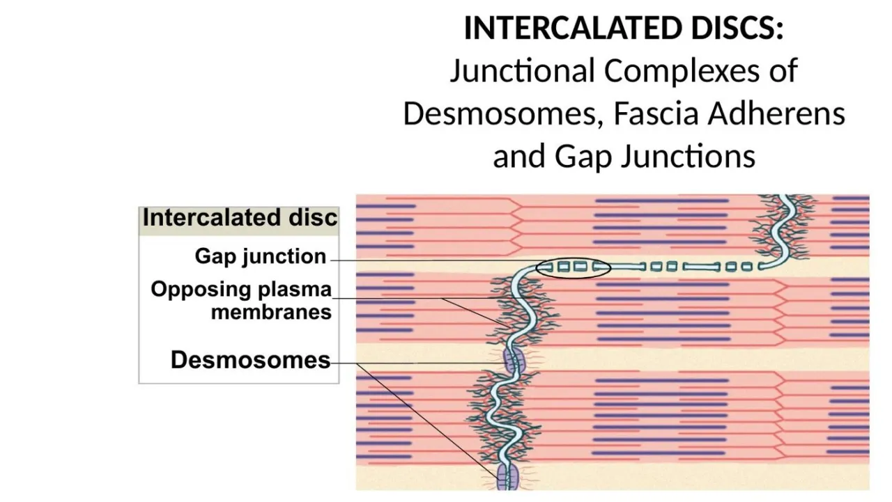 Lecture diagram: intercalated disc with desmosomes and gap junctions