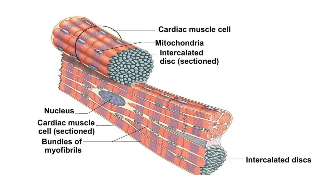 Lecture diagram: branched cardiac muscle cells with central nuclei and intercalated discs