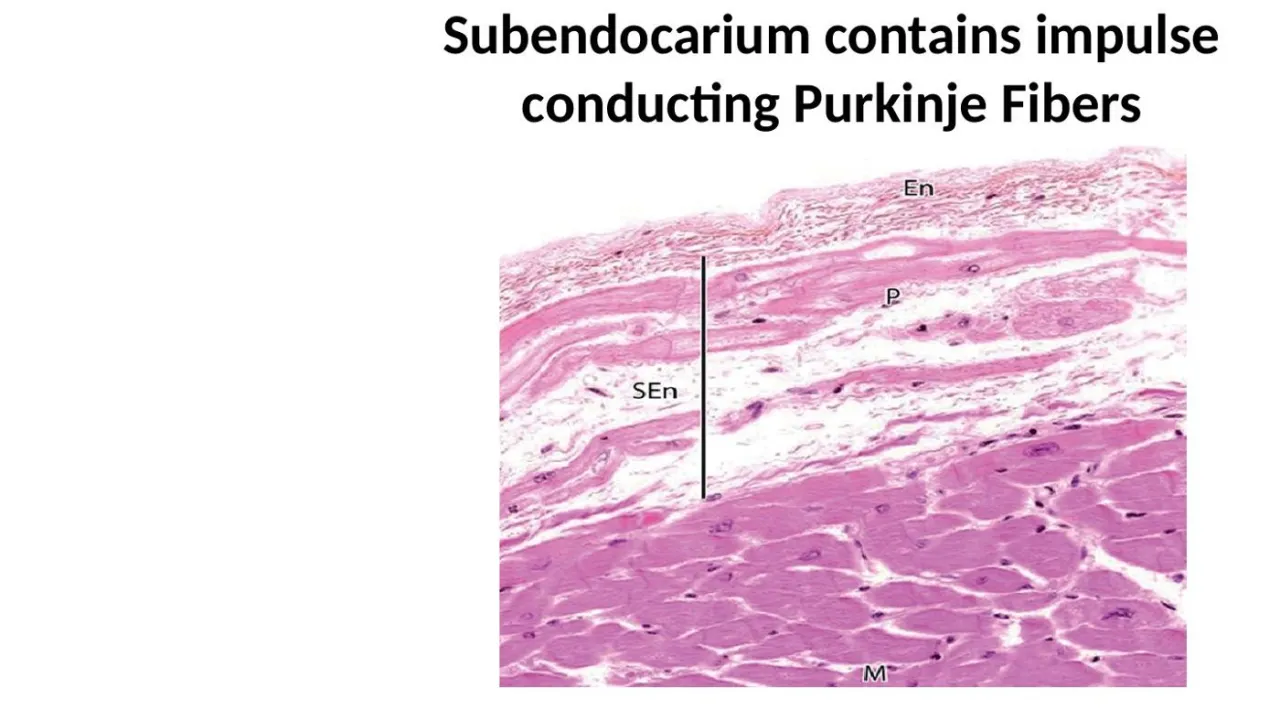 Lecture: subendocardium (SEn) holds Purkinje fibers (P) under the endothelium (En)