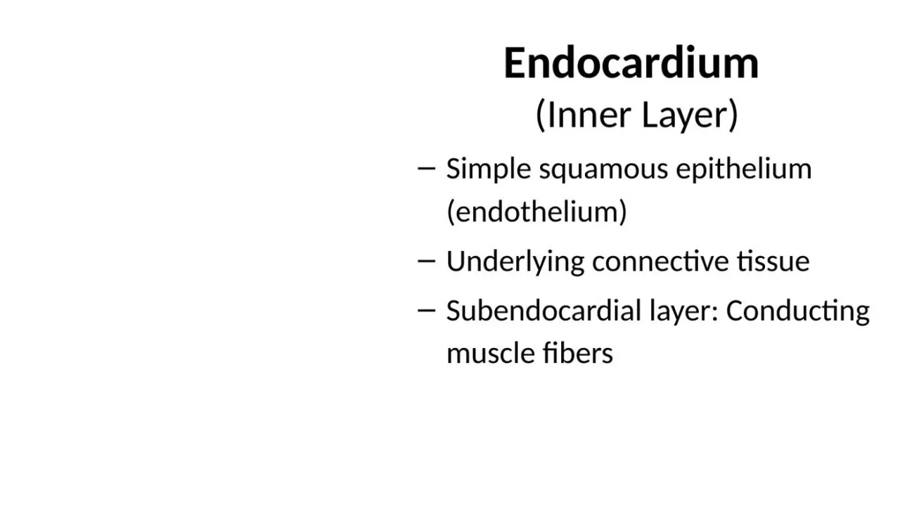 Lecture: endocardium = endothelium, connective tissue, subendocardial conducting fibers