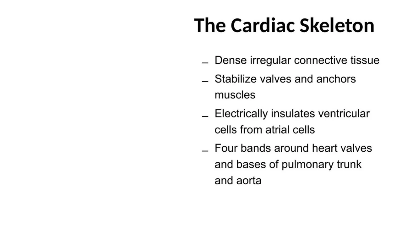 Lecture: cardiac skeleton = DICT; anchors valves and muscle; insulates atria from ventricles