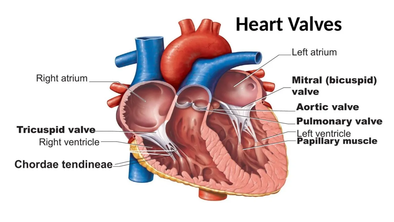 Lecture diagram: mitral, tricuspid, aortic and pulmonary valves with chordae and papillary muscle