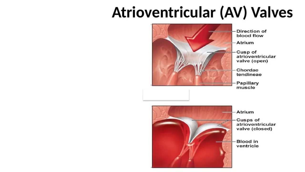 Lecture diagram: AV valve cusps, chordae tendineae and papillary muscle, open and closed