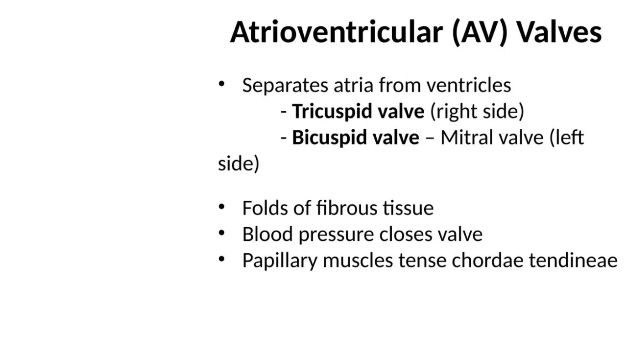 Lecture: AV valves (tricuspid, mitral); papillary muscles tense the chordae tendineae