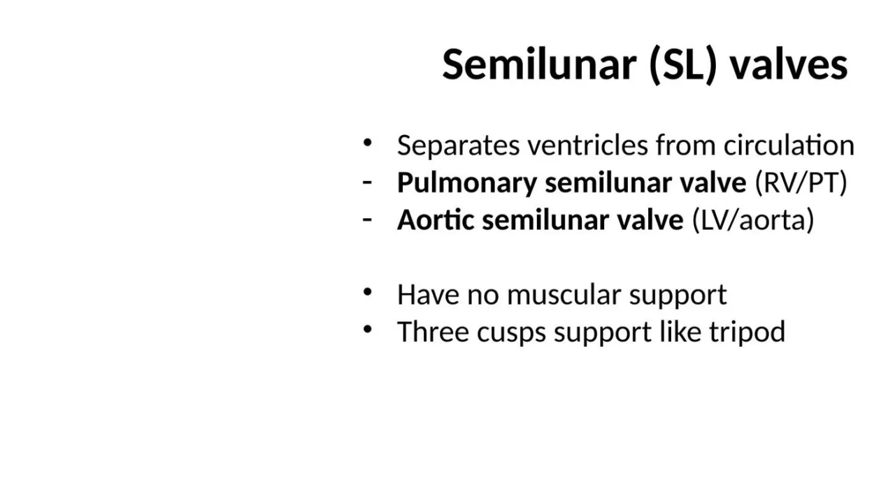 Lecture: semilunar valves, ventricles to circulation, three cusps, no muscular support