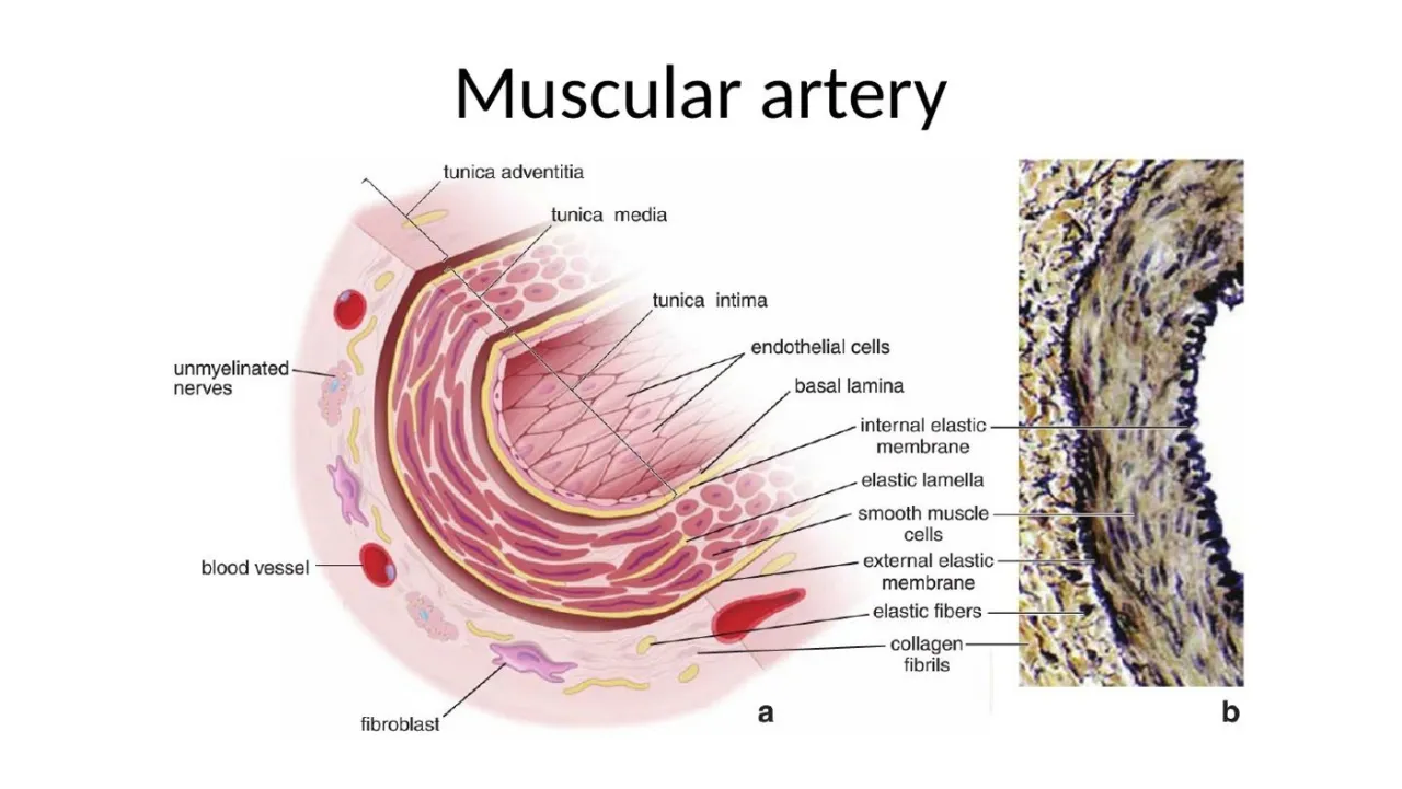 Muscular artery: diagram and elastic stain with dark IEL and EEL around a pale muscular media