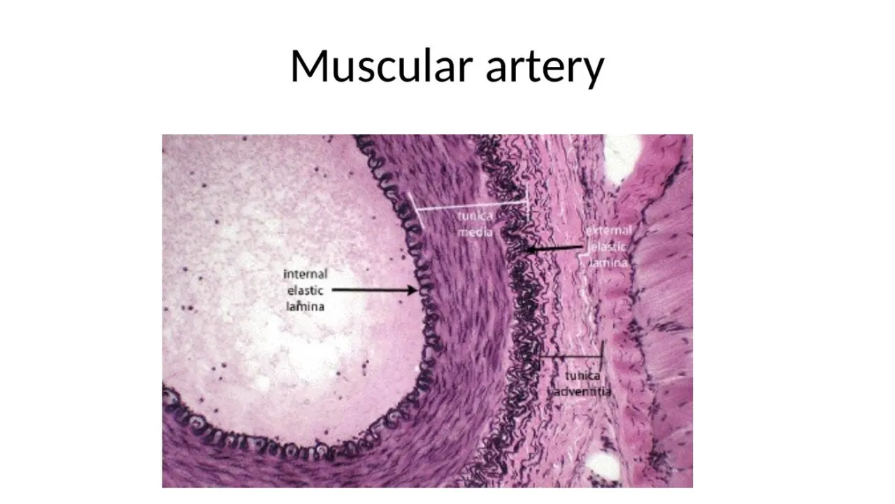 Muscular artery with the wavy internal elastic lamina labelled at the intima-media border