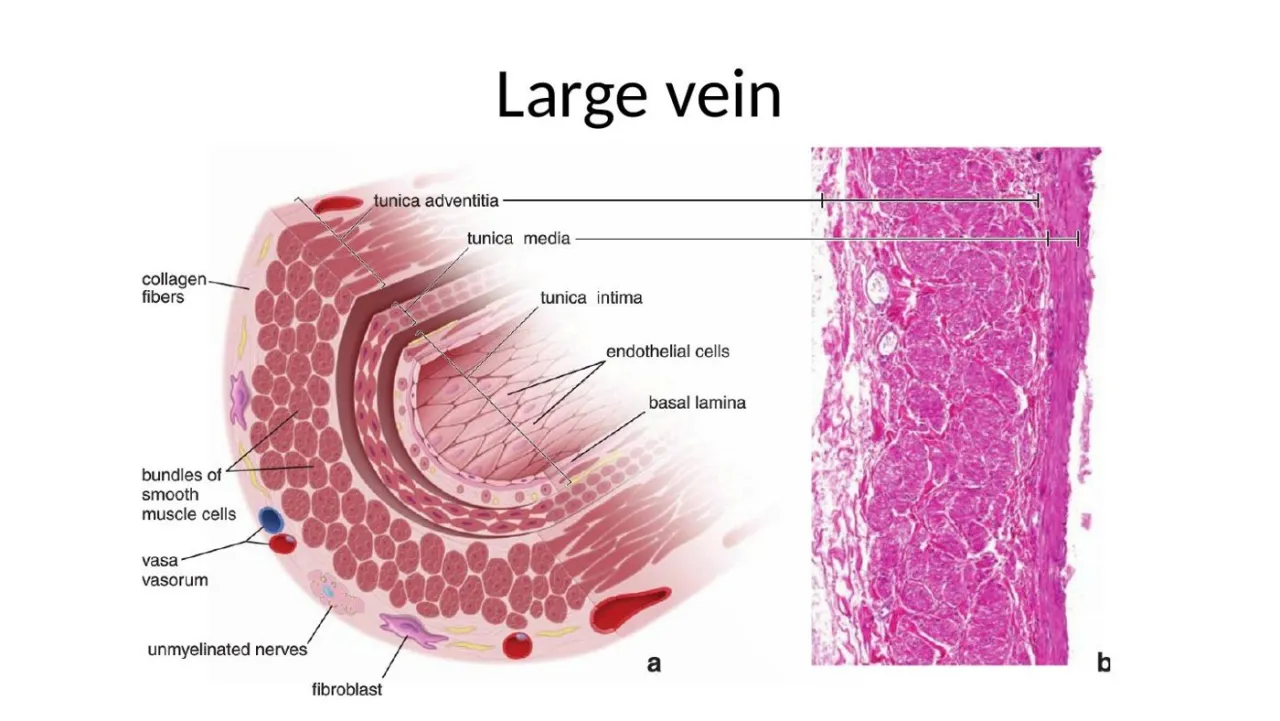 Large vein: diagram and micrograph with longitudinal smooth-muscle bundles in a thick adventitia
