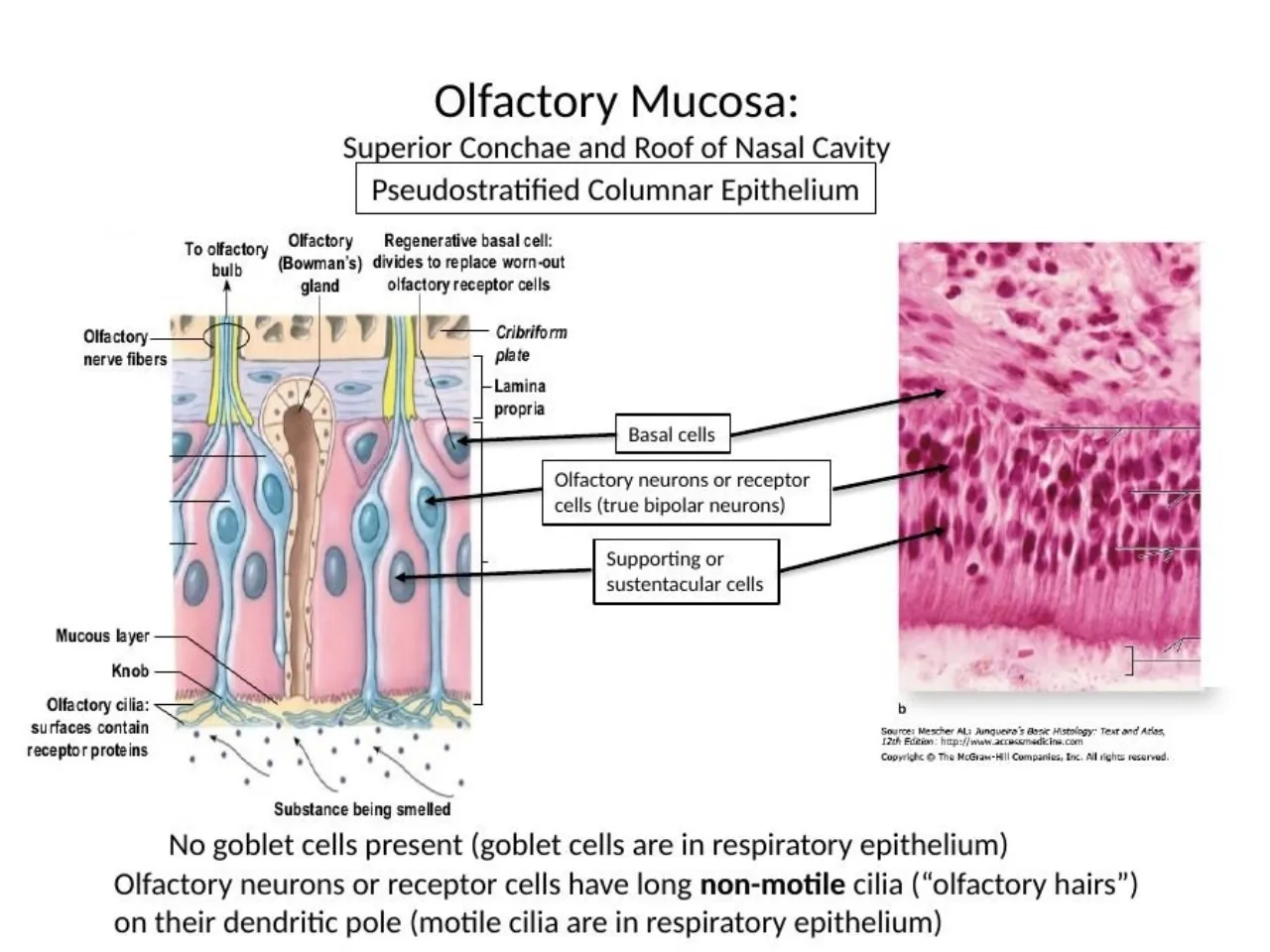 2025 review: olfactory neurons with non-motile cilia; motile cilia belong to respiratory epithelium