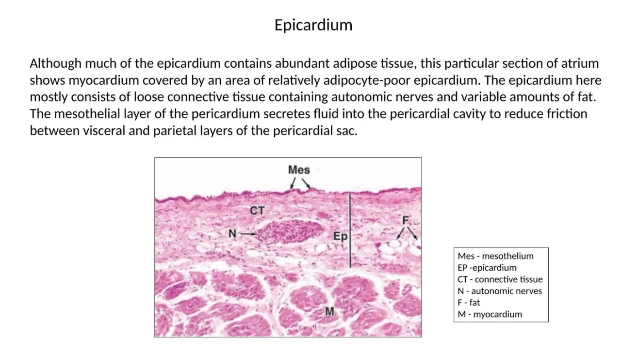 2026 lab: atrial epicardium labelled Mes, CT, N (autonomic nerve), F (fat), Ep and M