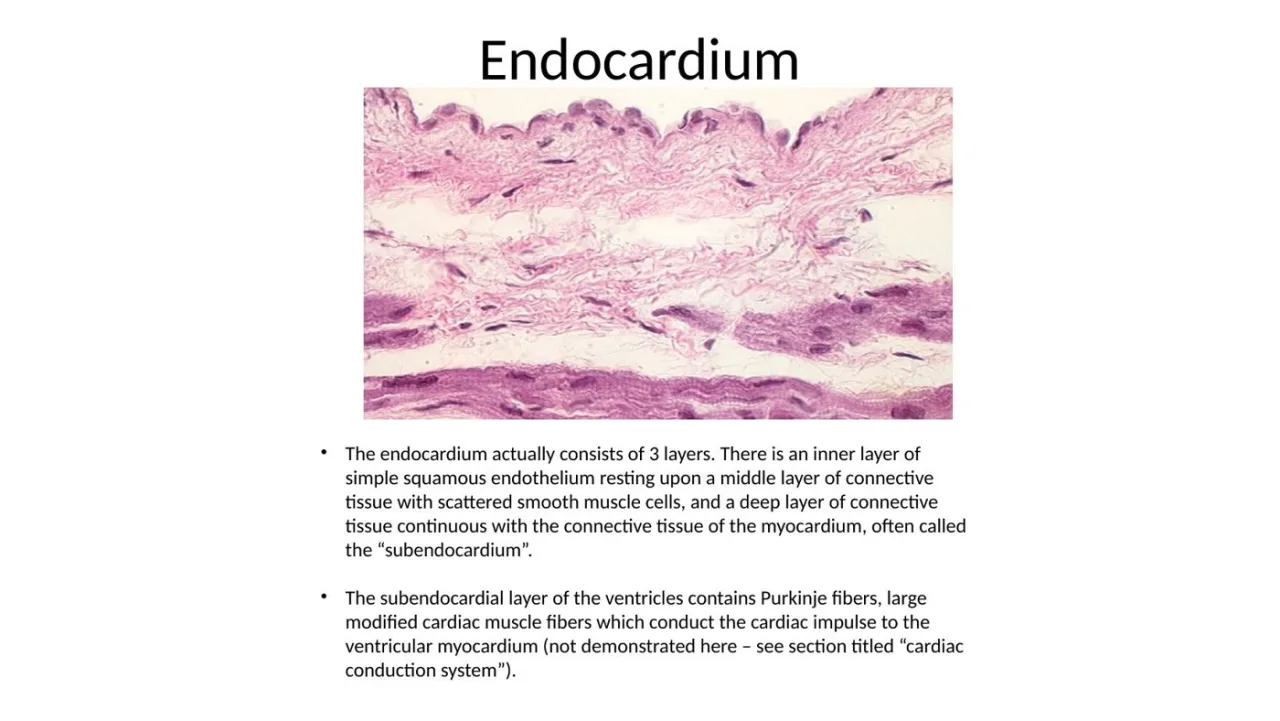 2026 lab: endocardium = endothelium, CT with smooth muscle, deep subendocardium