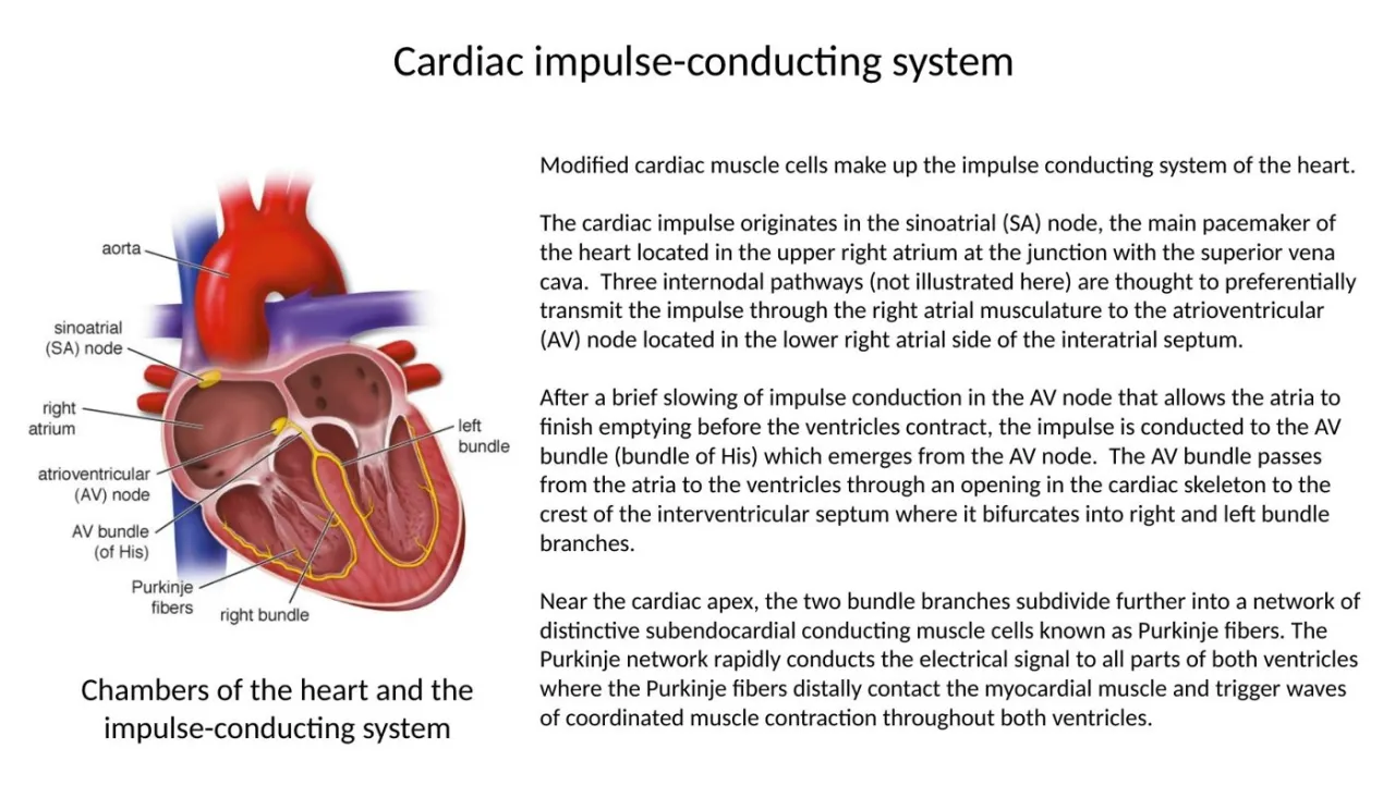 2026 lab: conduction system from SA node to AV node, His bundle, branches, Purkinje fibers